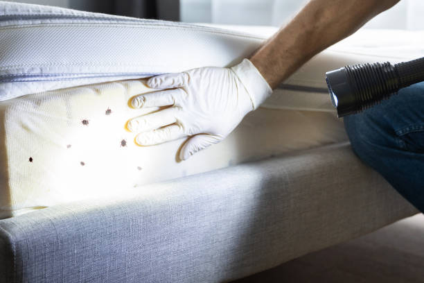 Best Cockroach Control Services  in Byers, CO