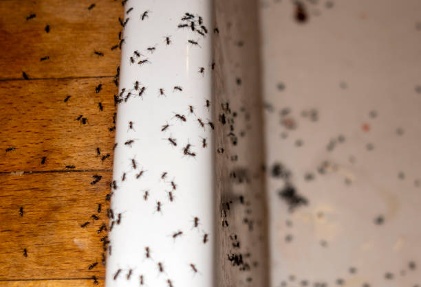 Pest Control Cost in Byers, CO